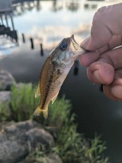 ラージマウスバスの釣果