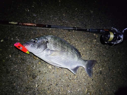 キビレの釣果