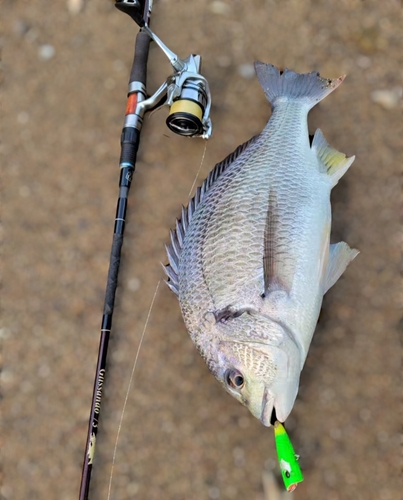 キビレの釣果