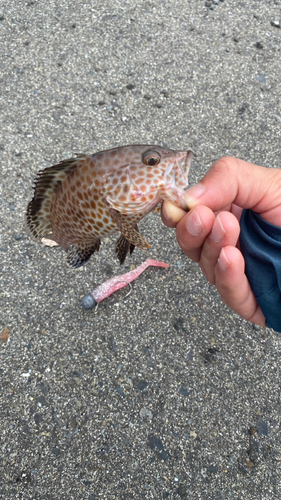 オオモンハタの釣果