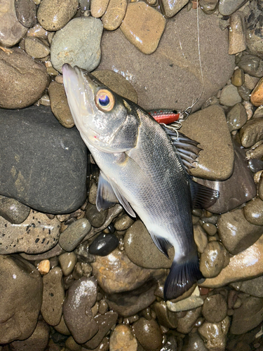 セイゴ（ヒラスズキ）の釣果