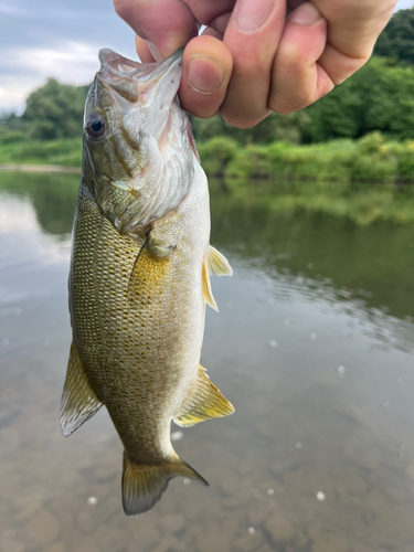 釣果