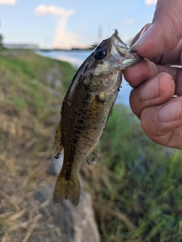 ラージマウスバスの釣果