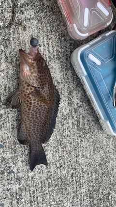 オオモンハタの釣果