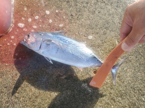 ヒラソウダの釣果