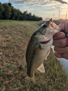 ラージマウスバスの釣果