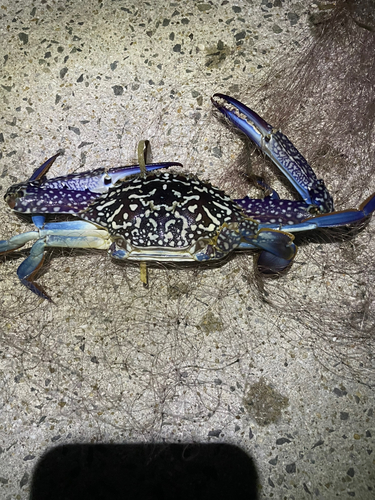 ワタリガニの釣果