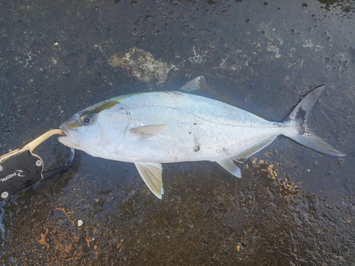 ショゴの釣果