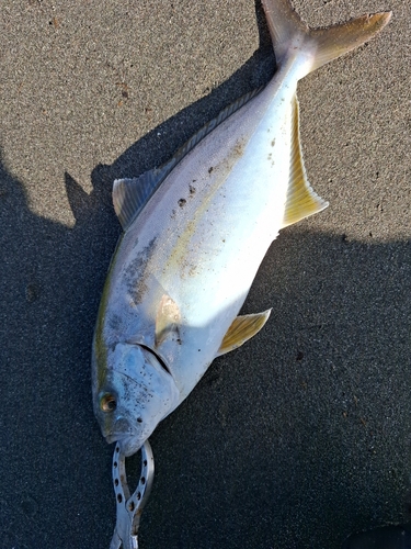 ショゴの釣果