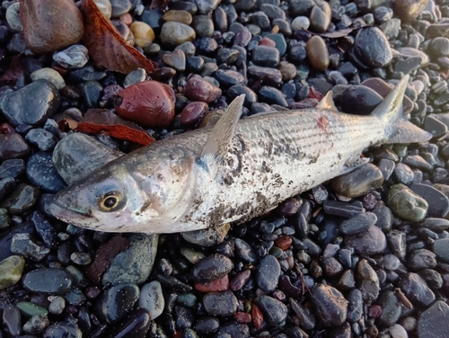 ボラの釣果