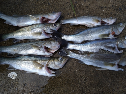 セイゴ（マルスズキ）の釣果