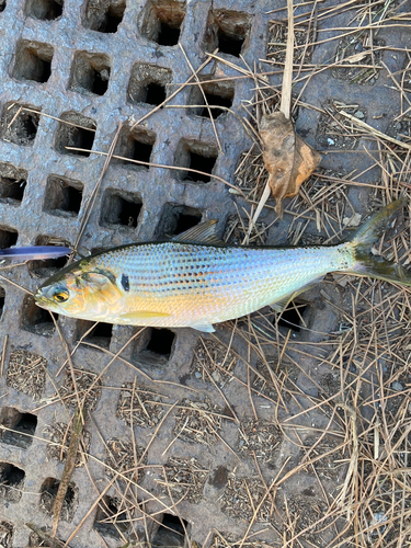 コノシロの釣果