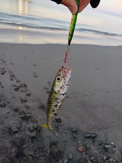 マサバの釣果