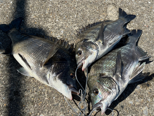 チヌの釣果