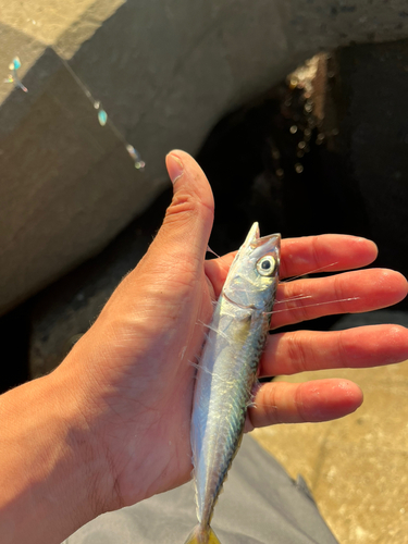 サバの釣果