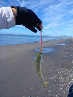 マサバの釣果