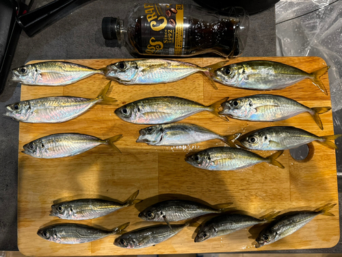 アジの釣果