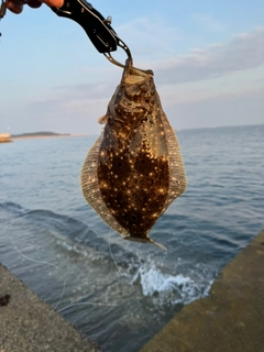 ヒラメの釣果