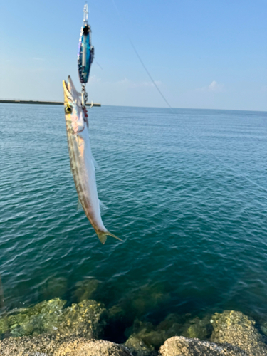 カマスの釣果