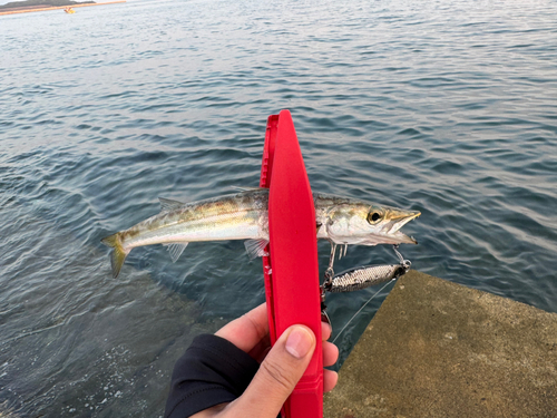 カマスの釣果