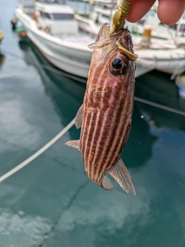 ネンブツダイの釣果