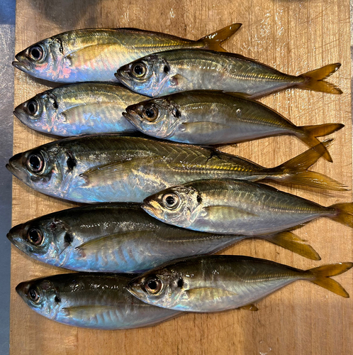 マアジの釣果