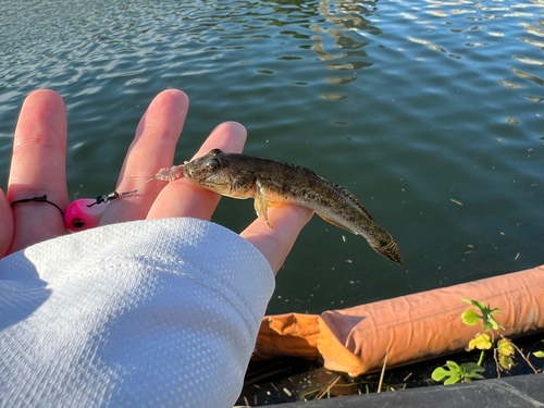 マハゼの釣果