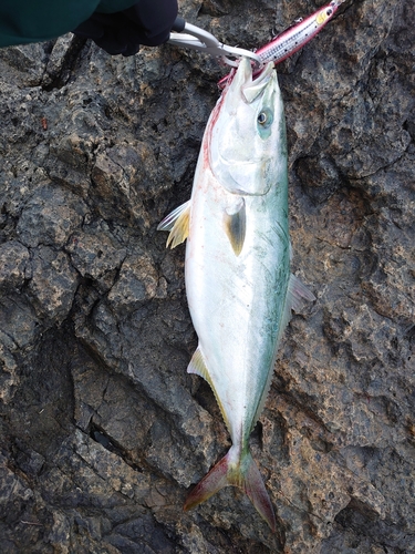 イナダの釣果