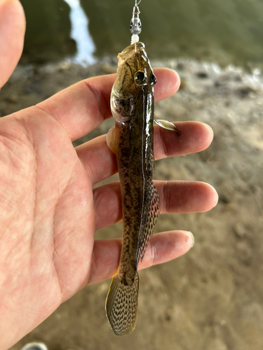 ハゼの釣果