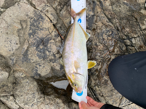 ショゴの釣果