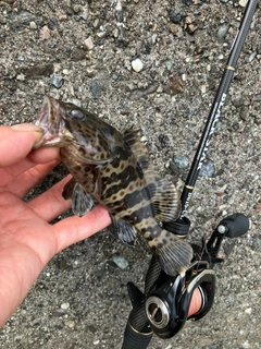 チャイロマルハタの釣果