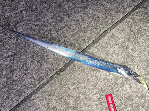 タチウオの釣果