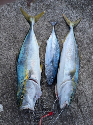 イナダの釣果