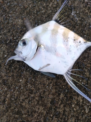 イトヒキアジの釣果