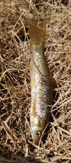 アブラハヤの釣果