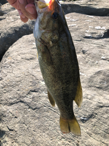 スモールマウスバスの釣果