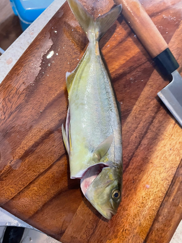 ショゴの釣果