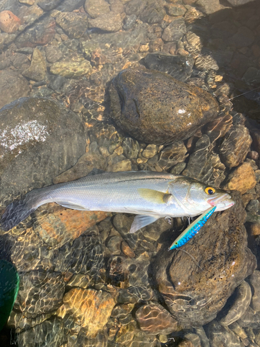 セイゴ（マルスズキ）の釣果