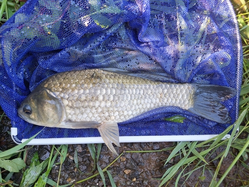 フナの釣果