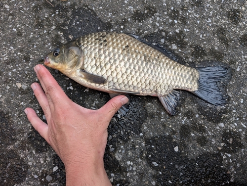 釣果