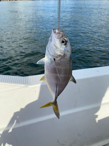 メッキの釣果