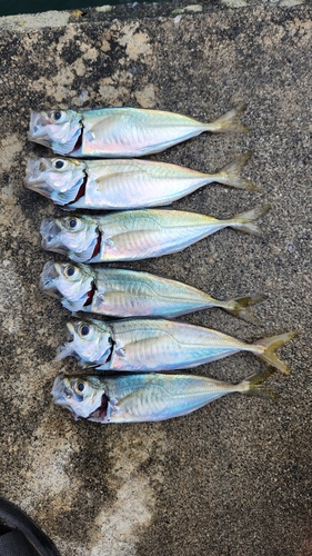 アジの釣果