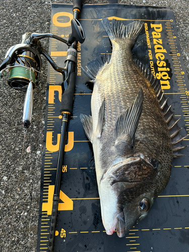 チヌの釣果