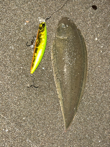 シタビラメの釣果