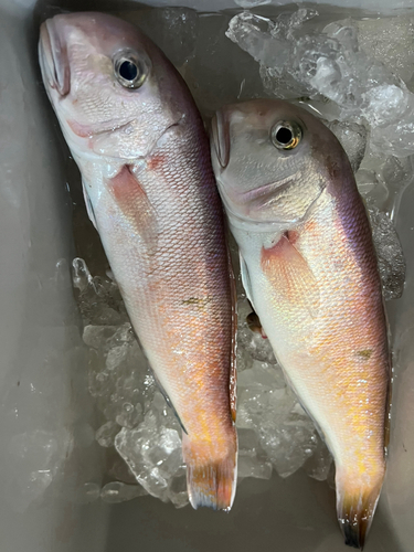 シロアマダイの釣果