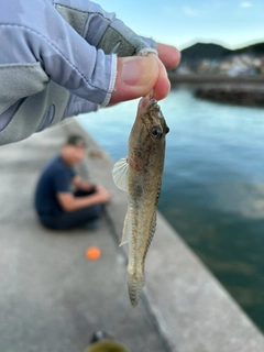 マハゼの釣果