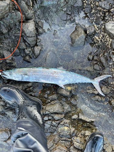 サゴシの釣果