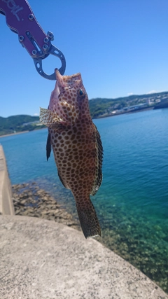 オオモンハタの釣果