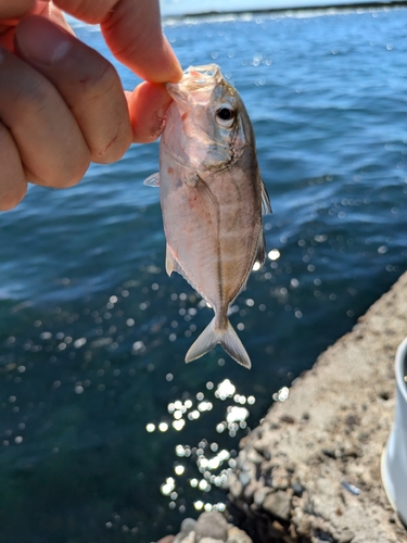 メッキの釣果