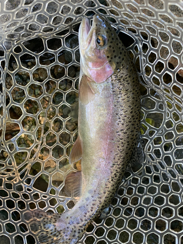 ニジマスの釣果